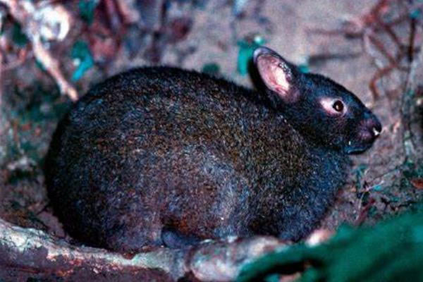 琉球兔:日本奄美大岛上的活化石(非常古老的原始兔)