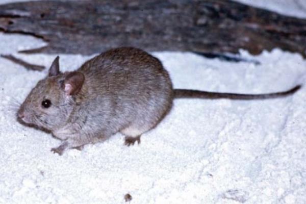 刺巢鼠:澳洲的鼠类建造大师(能建出一米宽的巢穴)