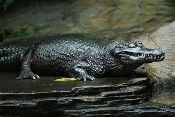 亚马逊河十大恐怖生物：黑凯门鳄上榜（河中霸主）