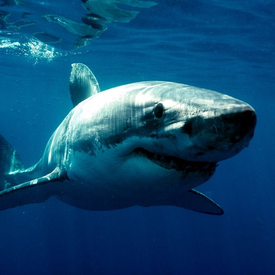 世界十大恐怖鲨鱼排名 10大最可怕的鲨鱼排名