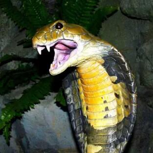 世界最毒陆地十大毒蛇 世界十大陆生毒蛇排行榜