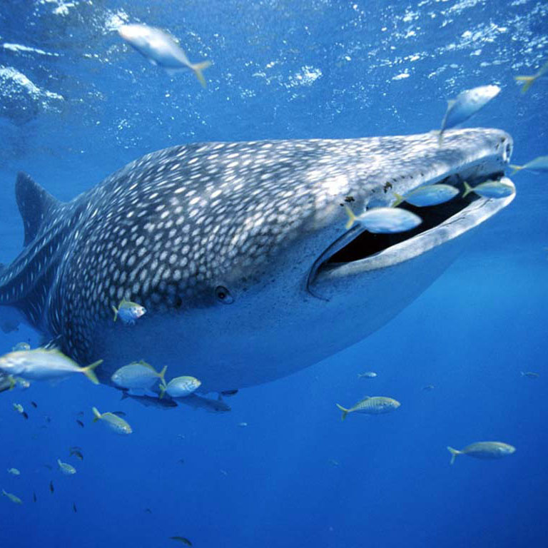 世界上最大的十种鱼排行榜 世界上最大的鱼排名前十