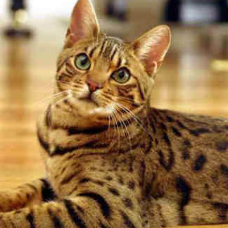 世界十大最贵的宠物猫 世界上最贵的猫咪排行榜
