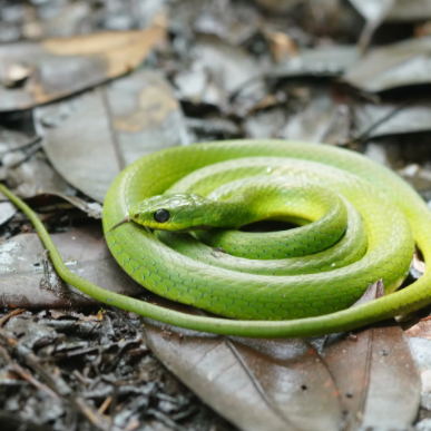 世界十大绿色蛇类 常见的绿色蛇排行榜