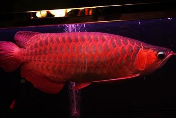 世界十大最贵的观赏鱼，血红龙价格高达上万元